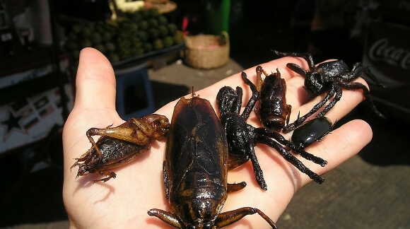 Larwy owadów - idealny zamiennik grillowanego kurczaka?