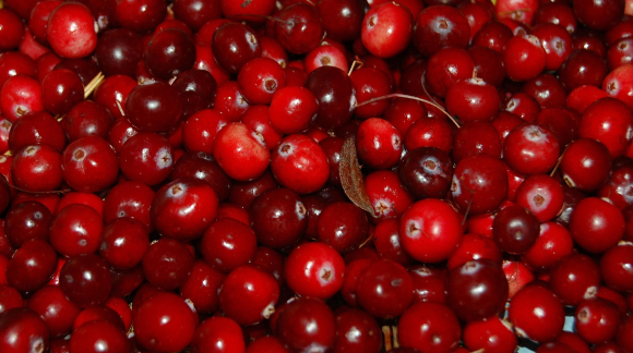 żurawina